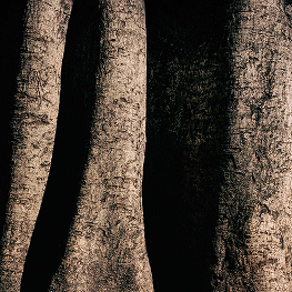 Beauty, Oaxaca – 2020