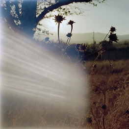 Dried Sunflowers, Oaxaca State –
