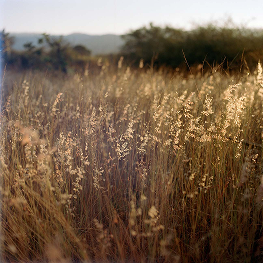 Field, Oaxaca State – 2020