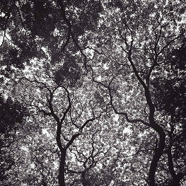 Rain Tree in Byculla,