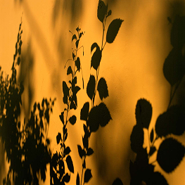 Shadows, Pondicherry – 2021