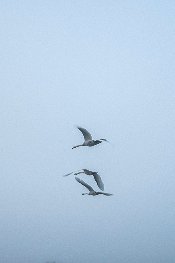 Swans In Flight, London – 2023