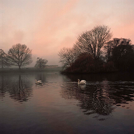 Swans on the Lake,