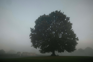 Tree Among Roman Ruins, Verulum Park – 2023