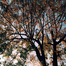 Tree, Pondicherry – 2021