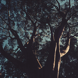 Tree Study 1 – Oaxaca 2020