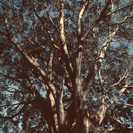 Tree Study 3 – Oaxaca 2020