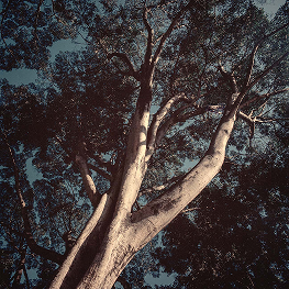 Tree Study 4 – Oaxaca 2020