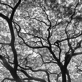 Tree at Cotton Green,