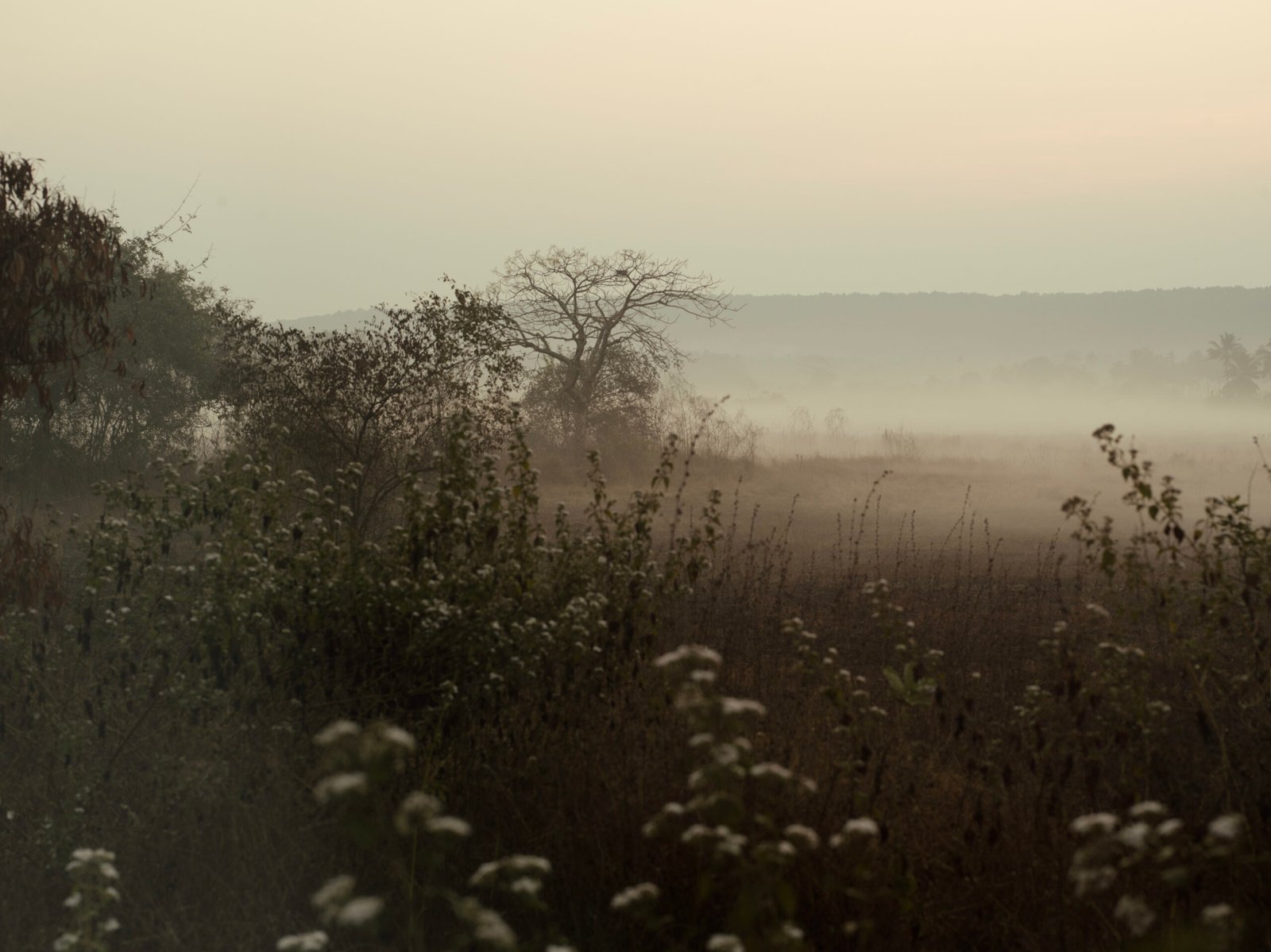 Vagator ii, Goa 2022.