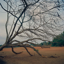 Windswept, Goa – 2019