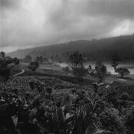 Tea Estate at Hatton