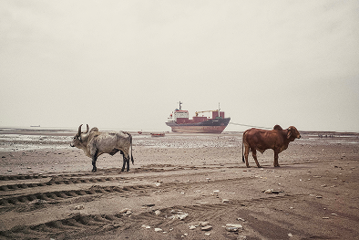 Two Bulls and a Ship,